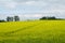 Field of yellow rapeseed agriculture