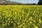 Field of yellow rapeseed blossoms