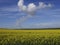 Field of yellow rapeseed blue sky white cloud