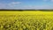 Field of yellow rapeseed flowers