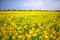 A field of yellow rapeseed flowers