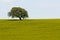 Field of yellow rapeseed flowers and single tree