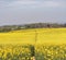 Field of Yellow Rapeseed with hamlet behind