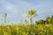 Field of yellow rapeseed Macro Selective focus. Flower on sky background