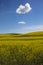 Field of yellow rapeseed Palouse region of Washington State United States of America