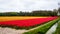 Field of yellow and red flowers. Holland tulips with little stream in spring. Amsterdam, Netherlands