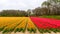 Field of yellow and red flowers. Holland tulips in spring. Amsterdam, Netherlands