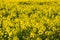Field of yellow springtime flowers of rapeseed is plant for green industry