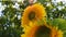 Field of yellow sunflower flowers against a background of clouds. sunflower sways in the wind. Beautiful fields with