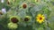 Field of yellow sunflower flowers, Sunflower sways in the wind