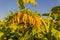 Field of yellow sunflowers