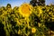 Field of yellow sunflowers