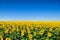 Field of yellow sunflowers against the blue sky