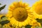 Field of yellow sunflowers in an agricultural plantation in andalusia, spain, on the sunflower there is a bee collecting pollen.