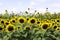 Field of yellow sunflowers with brown centers