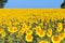 Field of yellow sunflowers, Helianthus, against a clear blue sky