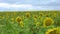 A field of yellow sunflowers under strong winds move against the blue sky