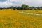 Field of yellow Texas wildflowers