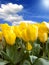 Field of yellow tulips