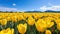 field yellow tulips