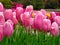 A field of yellow tulips blooming in early spring