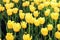 Field of yellow tulips. wild