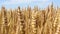 Field of yellow wheat ready for harvest 2