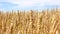 Field of yellow wheat ready for harvest