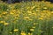 Field of yellow wild chrysanthemum close up