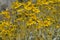 Field of Yellow Wildflowers in Full Bloom on Desert Floor