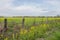 Field of Yellow Wildflowers in Louisiana