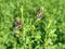 Field of young alfalfa.  Flowers are use for grazing hay