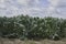 Field of young Brussels sprout plants