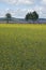 Field of Young Canola Plants