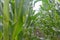 Field of young corn in the period of throwing volost. even rows. Healthy plants