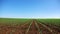 Field of young corn plants.