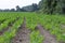 A field with young green beet plants