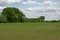 Field of young green corn plants in curved rows with trees behind