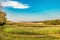 Field of young green corns under blue sky