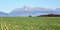 Field with young green crops, panorama of Vysoke Tatry with mount Krivan peak Slovak symbol in distance