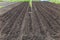 Field of young green grain and black empty field. Side by side green Wheat and small potato fields. Young wheat field in