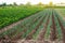 A field of young green leek plantations. Growing vegetables on the farm, harvesting for sale. Agribusiness and farming