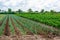 A field of young green leek plantations. Growing vegetables on the farm, harvesting for sale. Cultivation and care for plantation