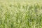 Field of young green oats lat. Avena sativa. Natural plant background for design on an agricultural topic. Shallow depth of