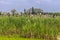 Field of young green sugar cane, Chikkavoddaragudi India.