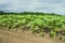 Field of young green sunflowers planted