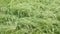 A field of young green wheat in close-up. Wheat spikelets slowly sway in the wind in the rays of the setting sun