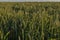 The field from young and green wheat, green wheat, the wheat field at sunset, sprouted wheat