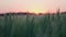 Field of young green wheat at sunrise or sunset. Peaceful scene.