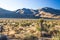 Field Of Young Joshua Tree Plants